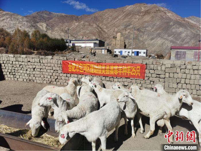图为澳寒种羊运达山南市措美县。受访单位供图