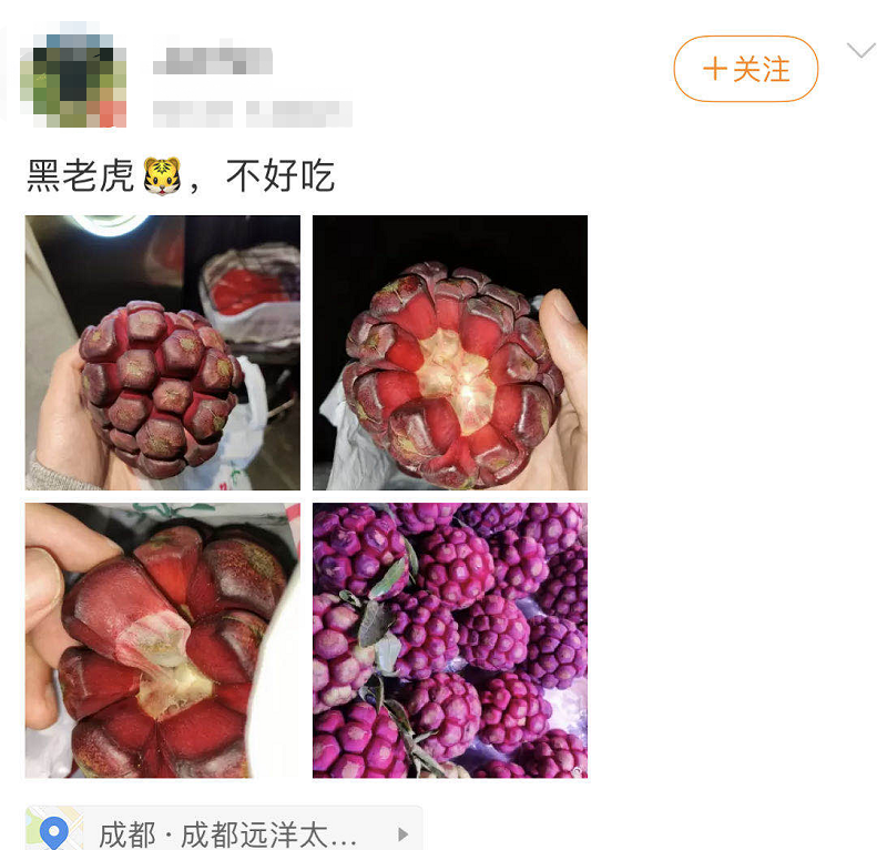 成都街头出现一种“神奇水果”35元一斤 专家却