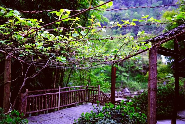 茶园、民宿、古寺....平武这个特色小镇,藏着一个别样的秋天休闲区蓝鸢梦想 - Www.slyday.coM 茶园、民宿、古寺....平武这个特色小镇,藏着一个别样的秋天休闲区蓝鸢梦想 - Www.slyday.coM