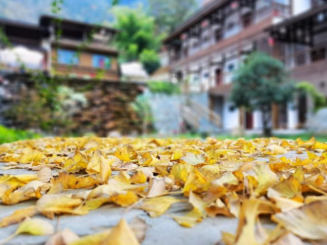 茶园、民宿、古寺....平武这个特色小镇,藏着一个别样的秋天休闲区蓝鸢梦想 - Www.slyday.coM 茶园、民宿、古寺....平武这个特色小镇,藏着一个别样的秋天休闲区蓝鸢梦想 - Www.slyday.coM