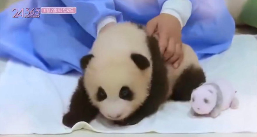 知名女团带浓妆，又摸又抱大熊猫宝宝，网友怒