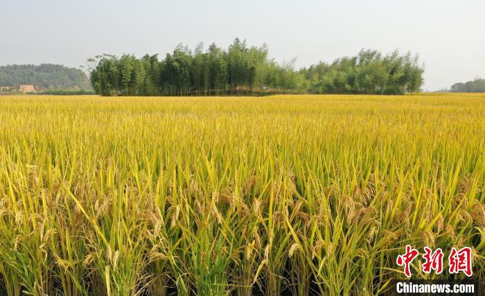 良渚古城遗址内的水稻稻穗饱满。　王刚 摄