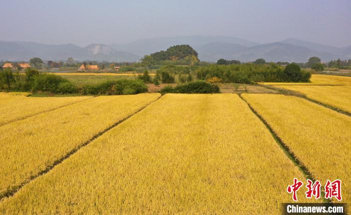 良渚古城遗址内大片的水稻成熟。　王刚 摄