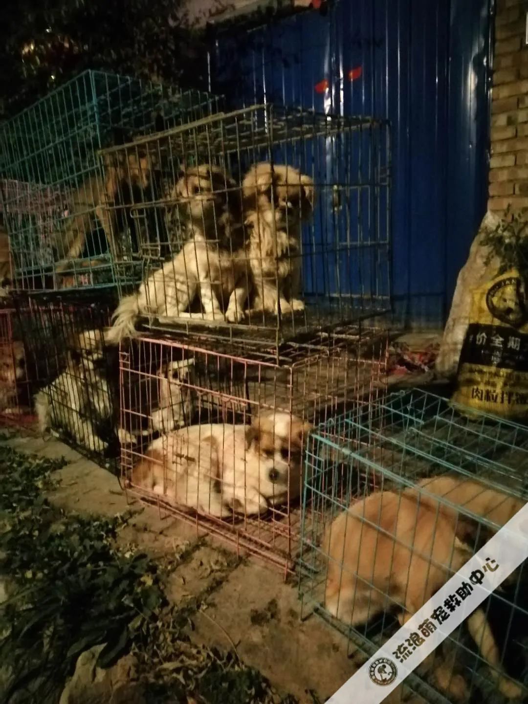 救救这700多只毛孩子吧!57岁救助人被病痛缠身,狗狗们将温饱难继!休闲区蓝鸢梦想 - Www.slyday.coM 救救这700多只毛孩子吧!57岁救助人被病痛缠身,狗狗们将温饱难继!休闲区蓝鸢梦想 - Www.slyday.coM