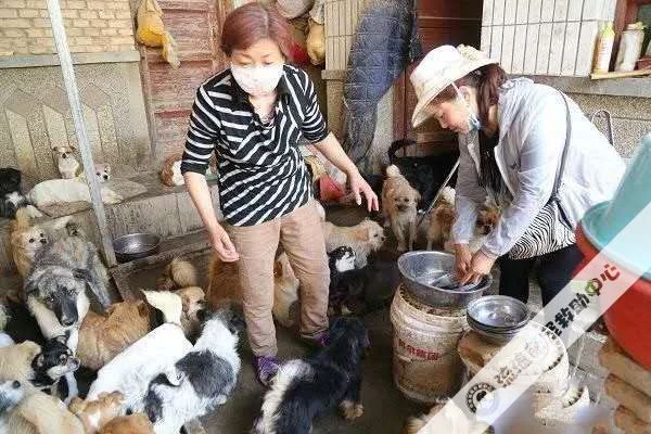 救救这700多只毛孩子吧!57岁救助人被病痛缠身,狗狗们将温饱难继!休闲区蓝鸢梦想 - Www.slyday.coM 救救这700多只毛孩子吧!57岁救助人被病痛缠身,狗狗们将温饱难继!休闲区蓝鸢梦想 - Www.slyday.coM