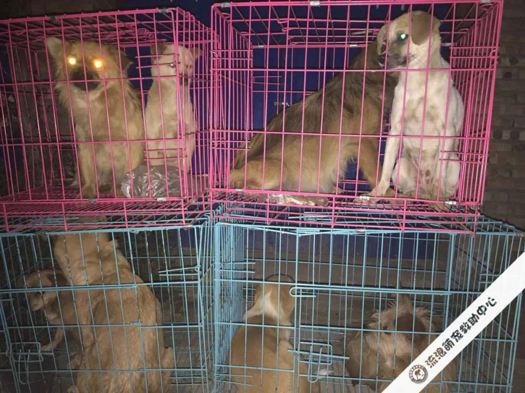 救救这700多只毛孩子吧!57岁救助人被病痛缠身,狗狗们将温饱难继!休闲区蓝鸢梦想 - Www.slyday.coM 救救这700多只毛孩子吧!57岁救助人被病痛缠身,狗狗们将温饱难继!休闲区蓝鸢梦想 - Www.slyday.coM