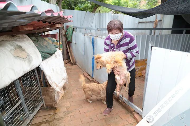 救救这700多只毛孩子吧!57岁救助人被病痛缠身,狗狗们将温饱难继!休闲区蓝鸢梦想 - Www.slyday.coM 救救这700多只毛孩子吧!57岁救助人被病痛缠身,狗狗们将温饱难继!休闲区蓝鸢梦想 - Www.slyday.coM