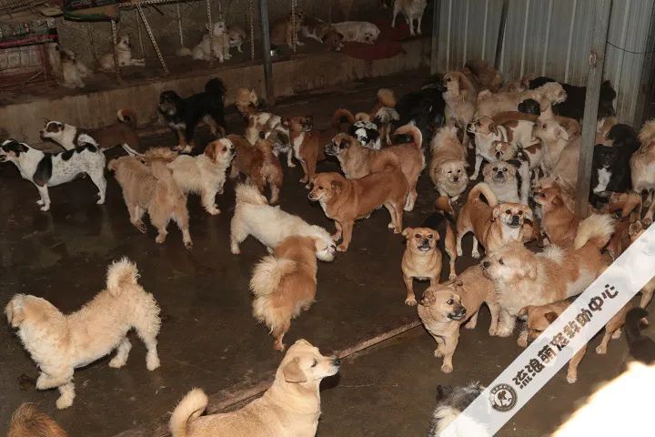 救救这700多只毛孩子吧!57岁救助人被病痛缠身,狗狗们将温饱难继!休闲区蓝鸢梦想 - Www.slyday.coM 救救这700多只毛孩子吧!57岁救助人被病痛缠身,狗狗们将温饱难继!休闲区蓝鸢梦想 - Www.slyday.coM