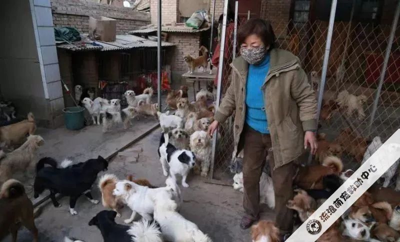 救救这700多只毛孩子吧!57岁救助人被病痛缠身,狗狗们将温饱难继!休闲区蓝鸢梦想 - Www.slyday.coM 救救这700多只毛孩子吧!57岁救助人被病痛缠身,狗狗们将温饱难继!休闲区蓝鸢梦想 - Www.slyday.coM