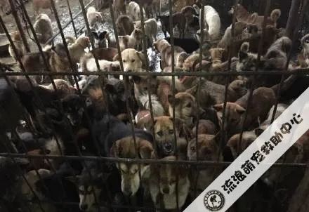 救救这700多只毛孩子吧!57岁救助人被病痛缠身,狗狗们将温饱难继!休闲区蓝鸢梦想 - Www.slyday.coM 救救这700多只毛孩子吧!57岁救助人被病痛缠身,狗狗们将温饱难继!休闲区蓝鸢梦想 - Www.slyday.coM