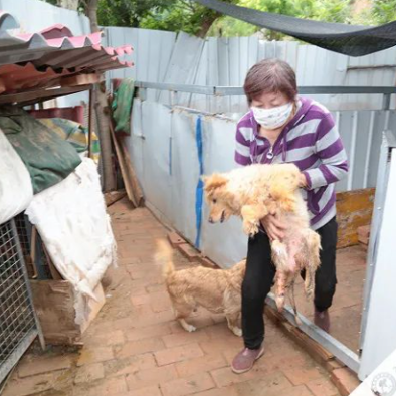 救救这700多只毛孩子吧!57岁救助人被病痛缠身,狗狗们将温饱难继!休闲区蓝鸢梦想 - Www.slyday.coM 救救这700多只毛孩子吧!57岁救助人被病痛缠身,狗狗们将温饱难继!休闲区蓝鸢梦想 - Www.slyday.coM