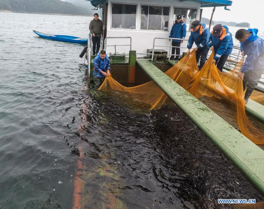 Fishery workers release fish fry into the Qiandao Lake in Chun'an County, east China's Zhejiang Province, Dec. 1, 2020. (Xinhua/Xu Yu)