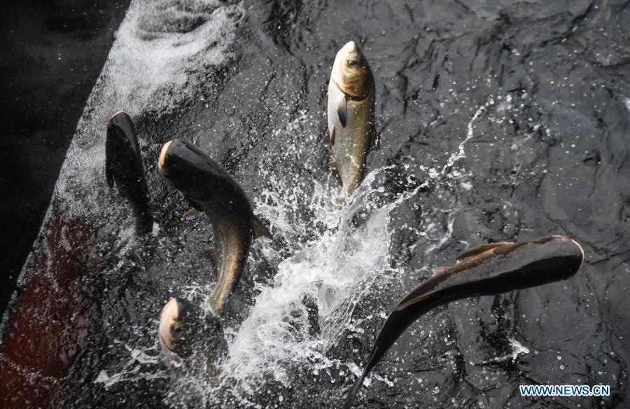 Photo taken on Dec. 1, 2020 shows fish harvested from the Qiandao Lake in Chun'an County, east China's Zhejiang Province. (Xinhua/Xu Yu)