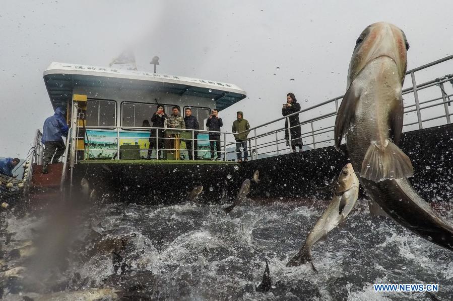 Photo taken on Dec. 1, 2020 shows fish harvested from the Qiandao Lake in Chun'an County, east China's Zhejiang Province. (Xinhua/Xu Yu)