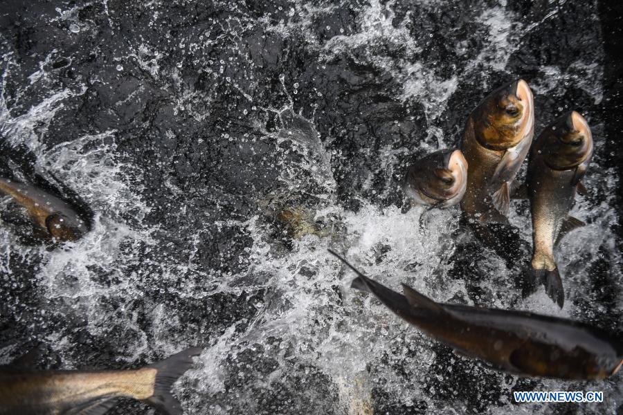 Photo taken on Dec. 1, 2020 shows fish harvested from the Qiandao Lake in Chun'an County, east China's Zhejiang Province. (Xinhua/Xu Yu)