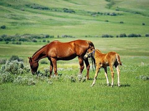有人口马_有马贵将(2)