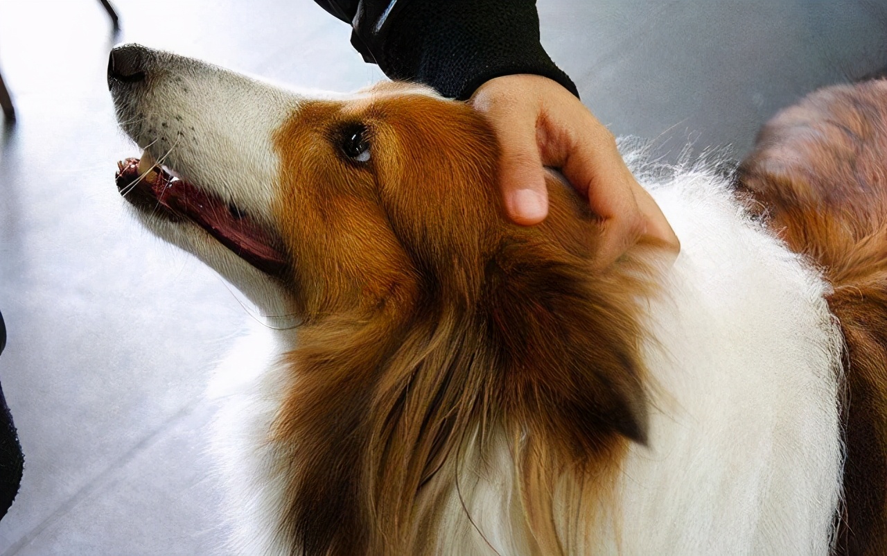人们总喜欢摸狗头，但你知道在狗狗的世界里，摸头代表什么吗？_哔哩哔哩_bilibili