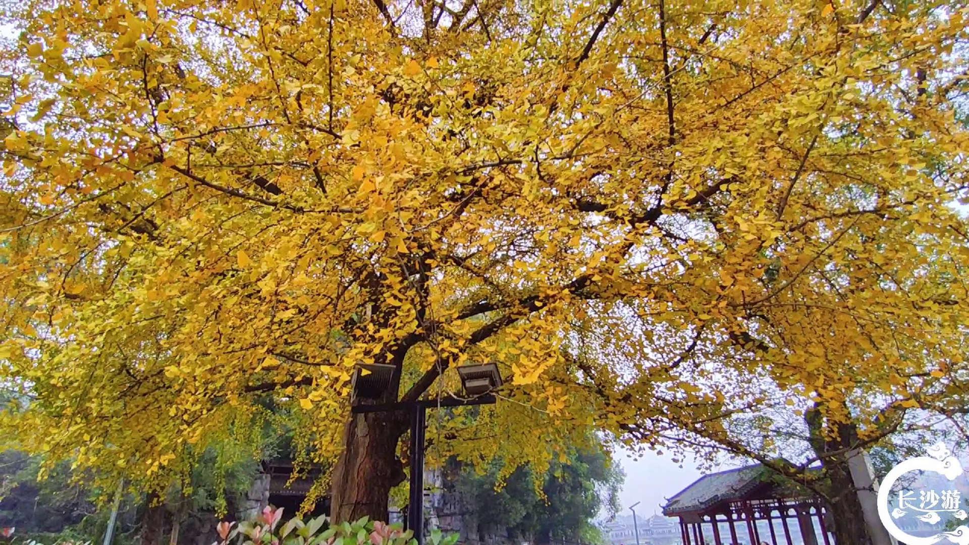 银杏黄、枫叶红、水杉红，这个初冬的烈士公园你一定不能错过！