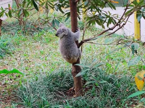 广州vlog：老司机和女司机看车展，大不同！