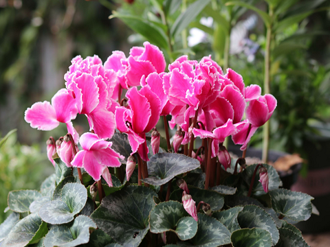 冬季养花选“五种”，都是应季花卉，好养易管理，冬季开花棒！