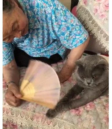 被奶奶宠坏的喵星人交叉着爪子生闷气发现被偷拍后笑喷网友 猫猫 扇子 爪子 新浪新闻