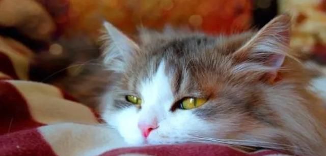 小猫咪可以使用垃圾盆 却或者到处小便 喜欢尿床吗 猫 小便 粪便 新浪新闻