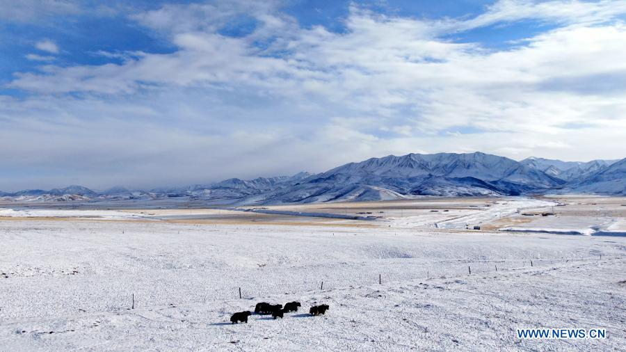 Aerial photo taken on Dec. 6, 2020 shows yaks walking on the Arou grassland after snow in Arou Township of Qilian County, northwest China's Qinghai Province. (Xinhua/Zhang Hongxiang)