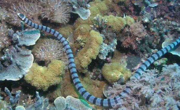 盘点海蛇毒性排名，毒性最强的十大海蛇海蛇毒性蛇类新浪新闻 4618