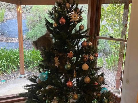 网友发现家里圣诞树上挂着一只考拉后狂喜：圣诞老人来送礼物了