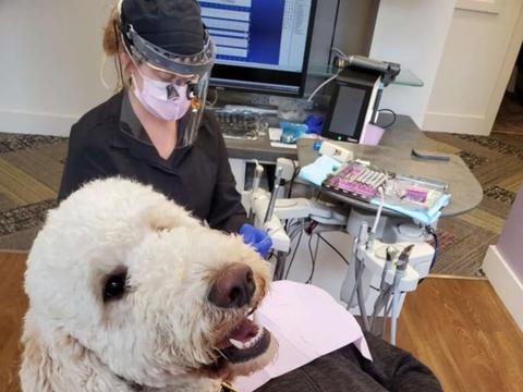 这家牙医院有只狗狗助理，有它陪伴在旁，病人们看牙也不紧张了