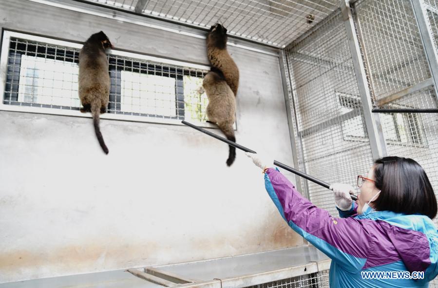 A veterinarian vaccinates civet cats at Shanghai Zoo in east China's Shanghai, Dec. 8, 2020. The Shanghai Zoo has given an annual vaccination to all carnivores to ensure their health. (Xinhua/Zhang Jiansong)