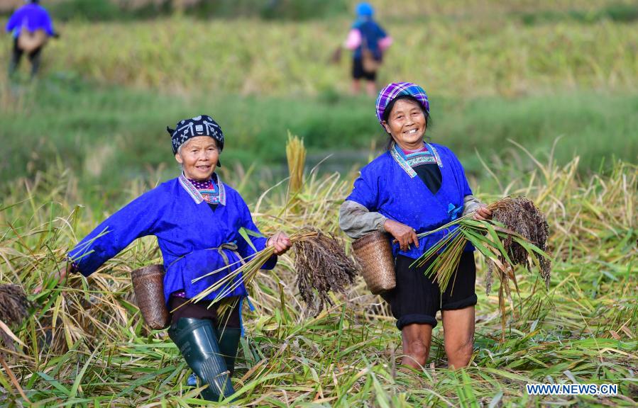 Farmers of the Miao ethnic group harvest purple glutinous rice, a local agri-product, at Yuanbao Village of Rongshui Miao Autonomous County, south China's Guangxi Zhuang Autonomous Region, Oct. 30, 2018. Rongshui Miao Autonomous County, home to people of 13 ethnic groups, is one of the 20 most poverty-stricken counties in Guangxi Zhuang Autonomous Region, with 28.53 percent of its people living under poverty line. As a major battlefield in the poverty alleviation campaign, the county has made full use of its rich ethnic and cultural heritage, developing a tourism industry featuring cultural inheritance and targeted poverty alleviation, helping about 30,000 local villagers shaking off poverty. On Nov. 20, 2020, the county was officially out of poverty as a whole. (Xinhua/Huang Xiaobang)