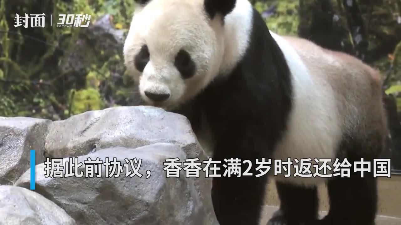 30秒|受疫情影响 旅日熊猫香香延期至2021年5月回国