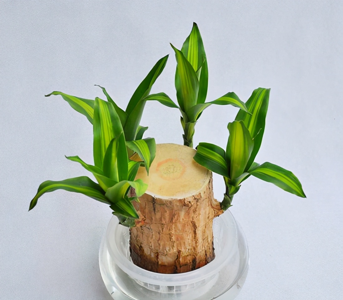 如何快速识别闲鱼和抖音上的真实用户与内容