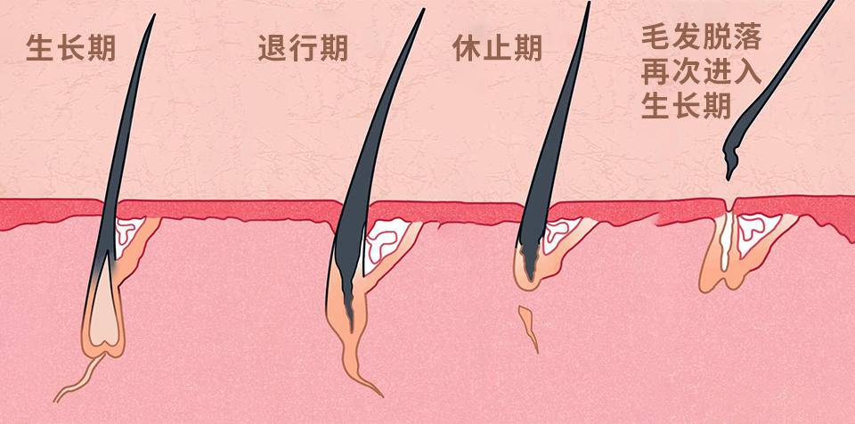 注意:脱发超过100根人群重点关注!休闲区蓝鸢梦想 - Www.slyday.coM 注意:脱发超过100根人群重点关注!休闲区蓝鸢梦想 - Www.slyday.coM