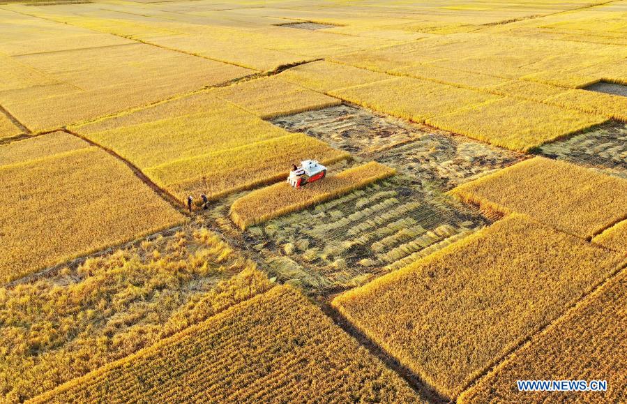Aerial photo taken on Oct. 18, 2020 shows harvesters operating in rice fields at Jiangzhuang Village of Luanzhou City in north China's Hebei Province. China's grain output reached nearly 670 billion kg in 2020, up 5.65 billion kg, or 0.9 percent, from last year, the National Bureau of Statistics (NBS) said on Thursday. This marks the sixth consecutive year that the country's total grain production has exceeded 650 billion kg. The bumper harvest comes despite disrupted farming as a result of the COVID-19 epidemic, which has been held in check thanks to efforts to ensure the transportation of agricultural materials and strengthen farming management. (Xinhua/Mu Yu)