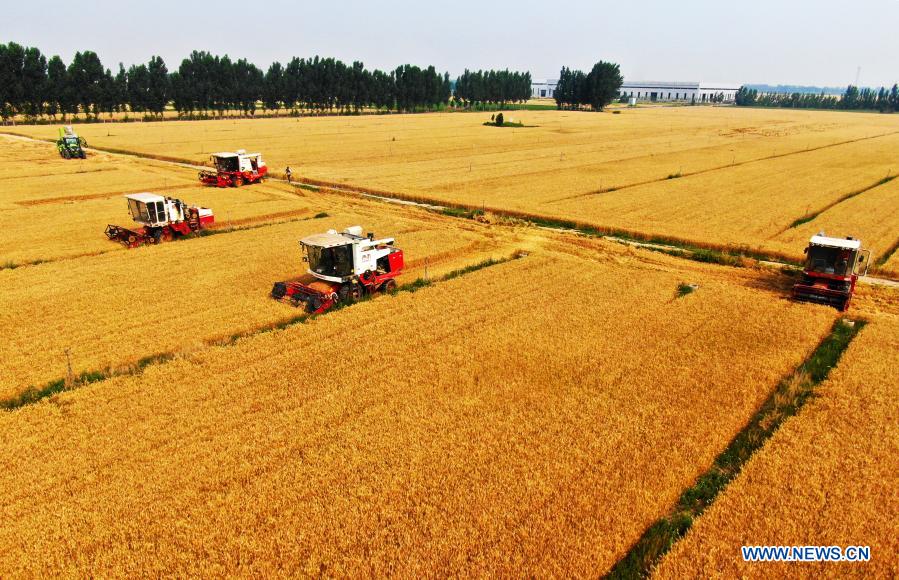 Aerial photo taken on June 12, 2020 shows farmers operating harvesters in wheat fields in Dafu Village, Xixindian Township, Botou City of north China's Hebei Province. China's grain output reached nearly 670 billion kg in 2020, up 5.65 billion kg, or 0.9 percent, from last year, the National Bureau of Statistics (NBS) said on Thursday. This marks the sixth consecutive year that the country's total grain production has exceeded 650 billion kg. The bumper harvest comes despite disrupted farming as a result of the COVID-19 epidemic, which has been held in check thanks to efforts to ensure the transportation of agricultural materials and strengthen farming management. (Xinhua/Mu Yu)