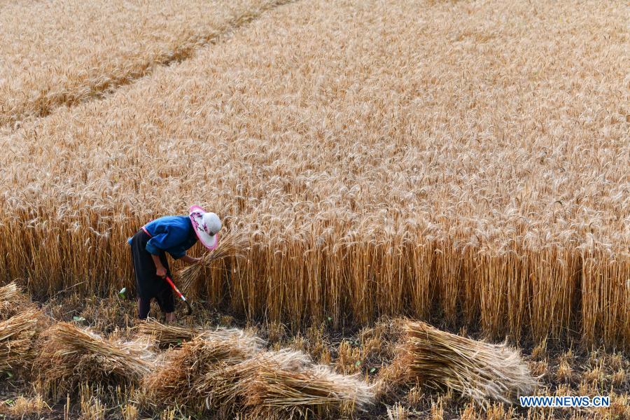 A farmer harvests wheat at Wushi Village, Shaojiaqiao Township, Sinan County of southwest China's Guizhou Province, May 13, 2020. China's grain output reached nearly 670 billion kg in 2020, up 5.65 billion kg, or 0.9 percent, from last year, the National Bureau of Statistics (NBS) said on Thursday. This marks the sixth consecutive year that the country's total grain production has exceeded 650 billion kg. The bumper harvest comes despite disrupted farming as a result of the COVID-19 epidemic, which has been held in check thanks to efforts to ensure the transportation of agricultural materials and strengthen farming management. (Xinhua/Yang Wenbin)