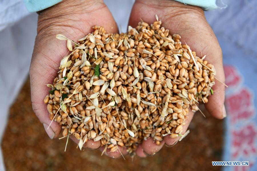 A farmer displays newly harvested wheat at Wushi Village, Shaojiaqiao Township, Sinan County of southwest China's Guizhou Province, May 13, 2020. China's grain output reached nearly 670 billion kg in 2020, up 5.65 billion kg, or 0.9 percent, from last year, the National Bureau of Statistics (NBS) said on Thursday. This marks the sixth consecutive year that the country's total grain production has exceeded 650 billion kg. The bumper harvest comes despite disrupted farming as a result of the COVID-19 epidemic, which has been held in check thanks to efforts to ensure the transportation of agricultural materials and strengthen farming management. (Xinhua/Yang Wenbin)