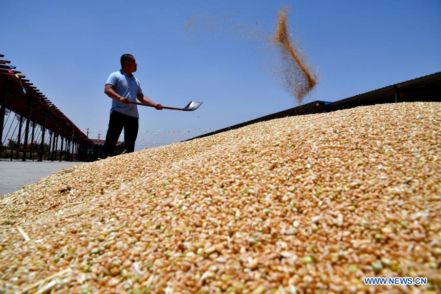 Guo Bobo, a leading grain grower, airs just-harvested wheat in Guocang Township, Wenshang County of east China's Shandong Province, June 3, 2020. China's grain output reached nearly 670 billion kg in 2020, up 5.65 billion kg, or 0.9 percent, from last year, the National Bureau of Statistics (NBS) said on Thursday. This marks the sixth consecutive year that the country's total grain production has exceeded 650 billion kg. The bumper harvest comes despite disrupted farming as a result of the COVID-19 epidemic, which has been held in check thanks to efforts to ensure the transportation of agricultural materials and strengthen farming management. (Xinhua/Guo Xulei)