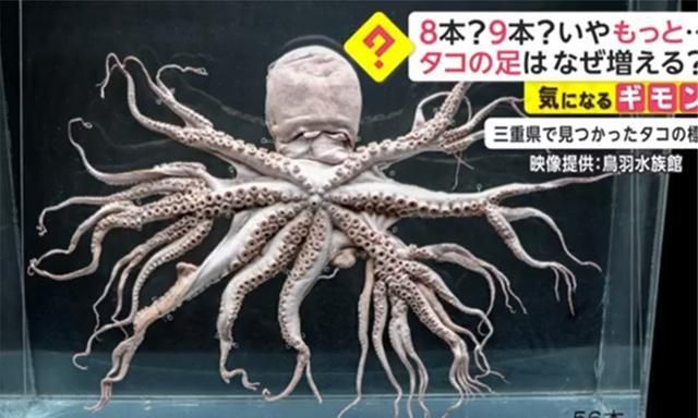 日本沿海出现"变异章鱼"?福岛核辐射威力仍在,会影响我们吗?
