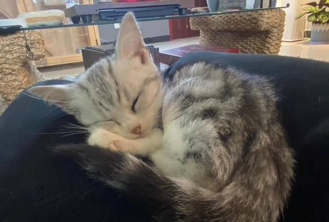 毒猫粮排行榜是否有参考价值?哪些品牌靠谱