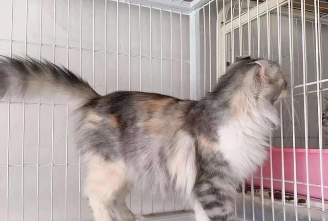 毒猫粮排行榜是否有参考价值?哪些品牌靠谱