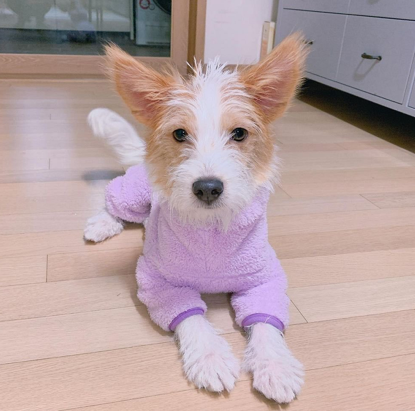 blackpink的新团宠朴彩英收养的流浪狗hank现在已是皇族狗