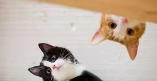 毒猫粮排行榜是否有参考价值?哪些品牌靠谱