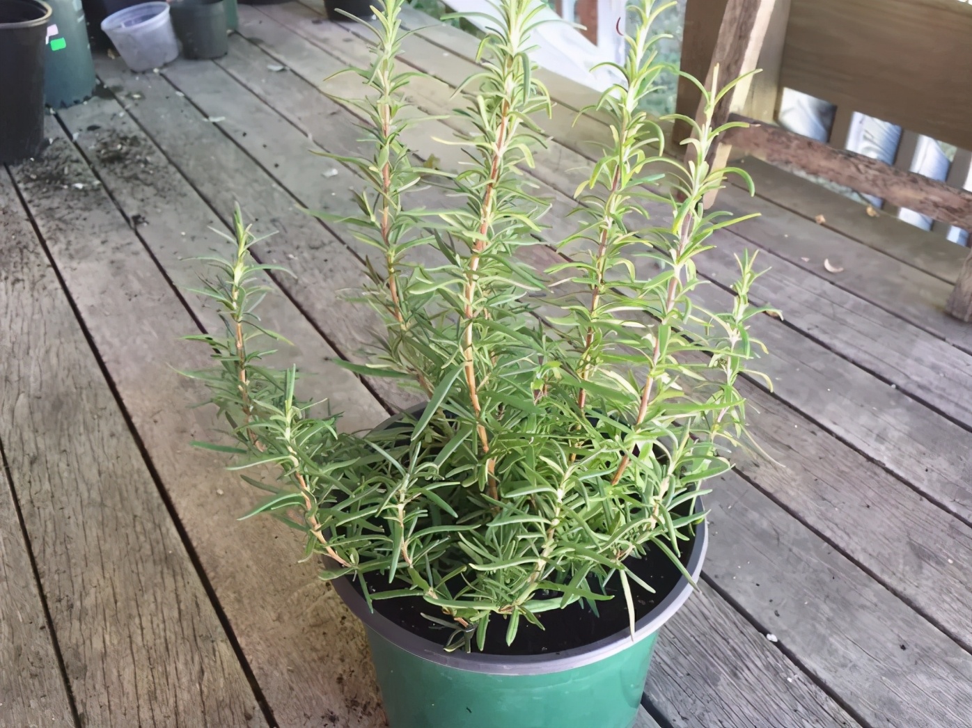 能食用的3种香草植物剪一段插土里就能生根发芽
