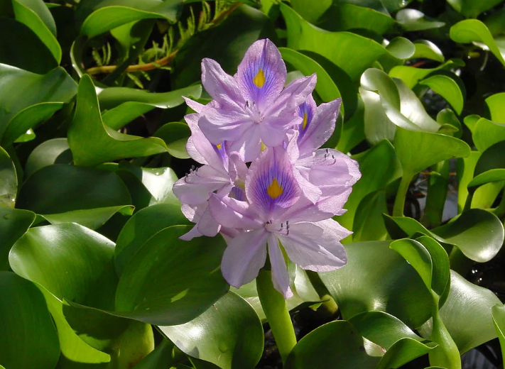 原本在我国泛滥的水葫芦,现如今怎么很少见到了?...