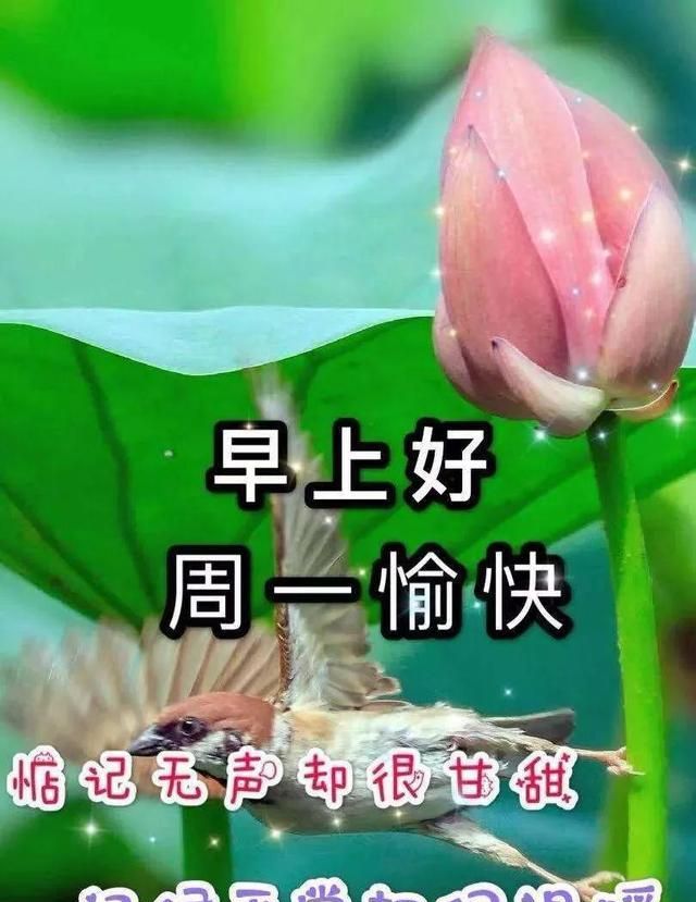 星期一清晨最温馨的早上好祝福句子早上很美的祝福图片