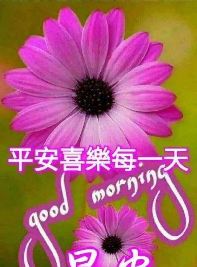 最新版早安祝福语鲜花图片唯美带字,最美早安阳光问候