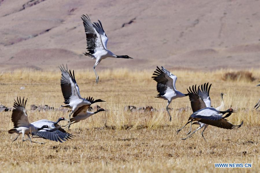 Black-necked cranes are seen at a nature reserve in Lhunzhub County, Lhasa, southwest China's Tibet Autonomous Region, Dec. 12, 2020. Established in 1993, the nature reserve in Lhunzhub County attracts an increasing number of black-necked cranes to spend winter here. (Xinhua/Zhang Rufeng)